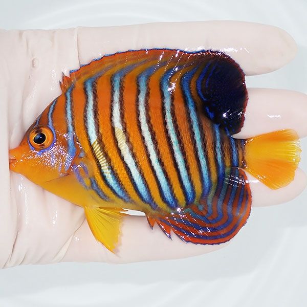 【現物2】モルディブ産インドニシキヤッコ 9.5cm±! 海水魚 ヤッコ 15時...