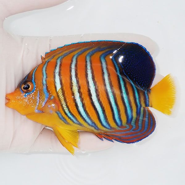 【現物3】モルディブ産インドニシキヤッコ 12cm±! 海水魚 ヤッコ 15時ま...
