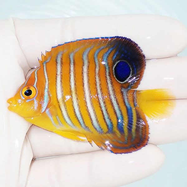 【現物4】モルディブ産インドニシキヤッコ 6.5cm±! 海水魚 ヤッコ 15時...