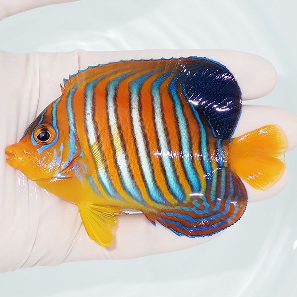 【現物5】モルディブ産インドニシキヤッコ 10cm±! 海水魚 ヤッコ 15時ま...