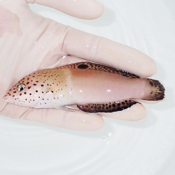 【現物】カンムリベラ 12cm! 海水魚 ベラ 餌付け!15時までのご注文で当...