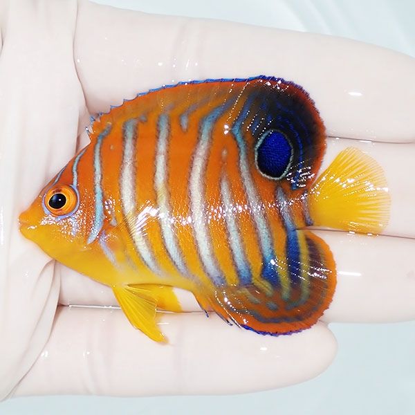 【現物15】モルディブ産インドニシキヤッコ 7cm±! 海水魚 ヤッコ 15時ま...