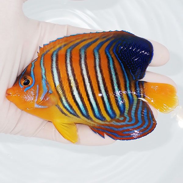 【現物6】モルディブ産インドニシキヤッコ 11.5cm±! 海水魚 ヤッコ 15時...