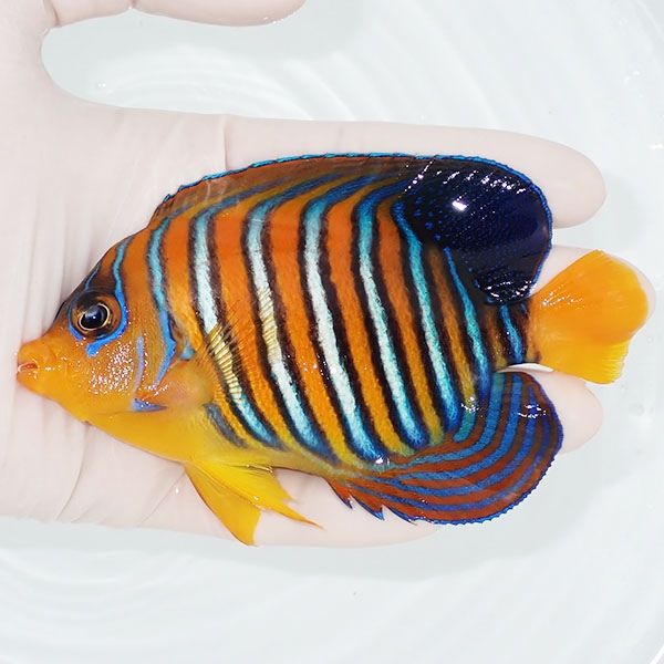【現物7】モルディブ産インドニシキヤッコ 12cm±! 海水魚 ヤッコ 15時ま...