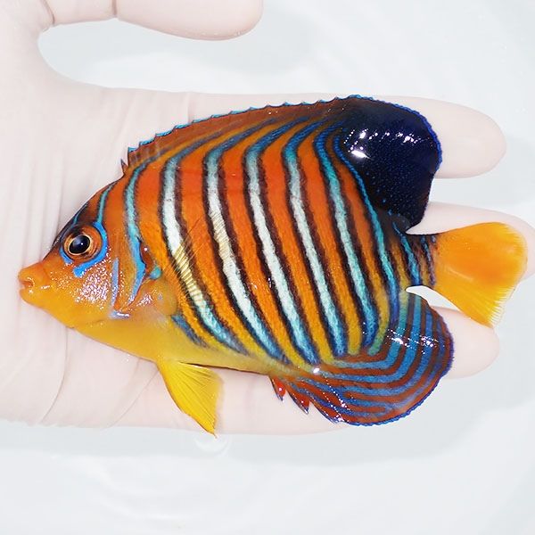 【現物8】モルディブ産インドニシキヤッコ 11cm±! 海水魚 ヤッコ 15時ま...