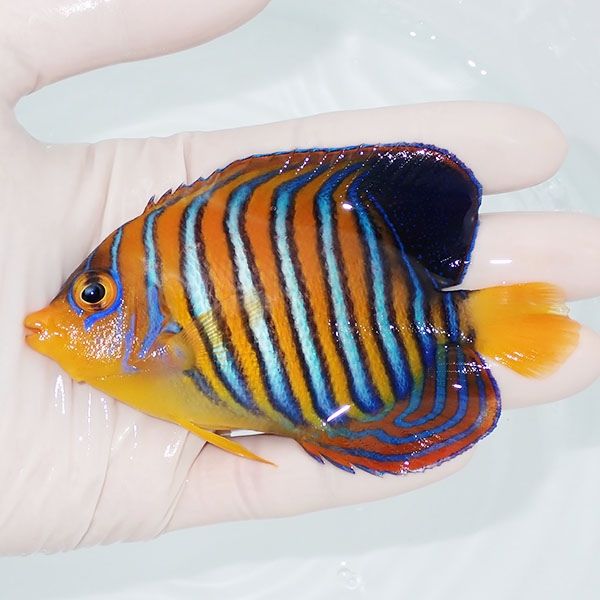 【現物9】モルディブ産インドニシキヤッコ 10cm±! 海水魚 ヤッコ 15時ま...