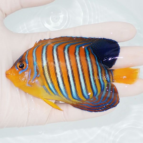 【現物10】モルディブ産インドニシキヤッコ 11.5cm±! 海水魚 ヤッコ 15...