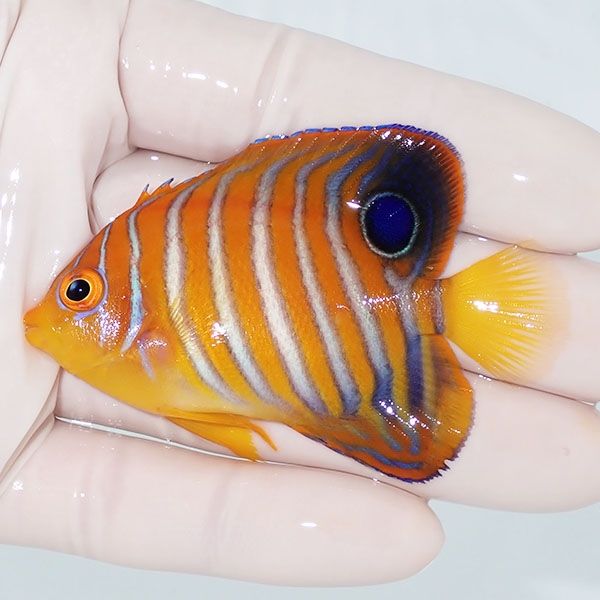 【現物11】モルディブ産インドニシキヤッコ 6.5cm±! 海水魚 ヤッコ 15時...