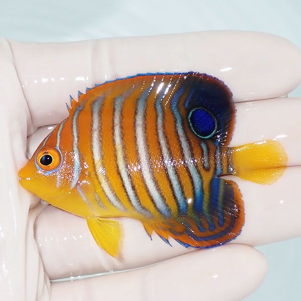 【現物12】モルディブ産インドニシキヤッコ 6.5cm±! 海水魚 ヤッコ 15時...