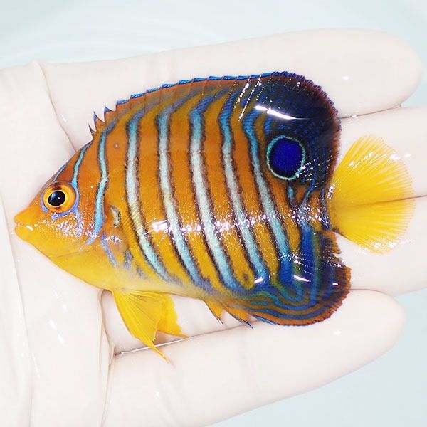 【現物13】モルディブ産インドニシキヤッコ 7cm±! 海水魚 ヤッコ 15時ま...