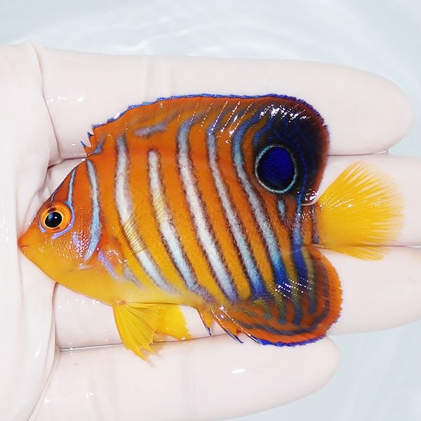 【現物14】モルディブ産インドニシキヤッコ 7cm±! 海水魚 ヤッコ 15時ま...