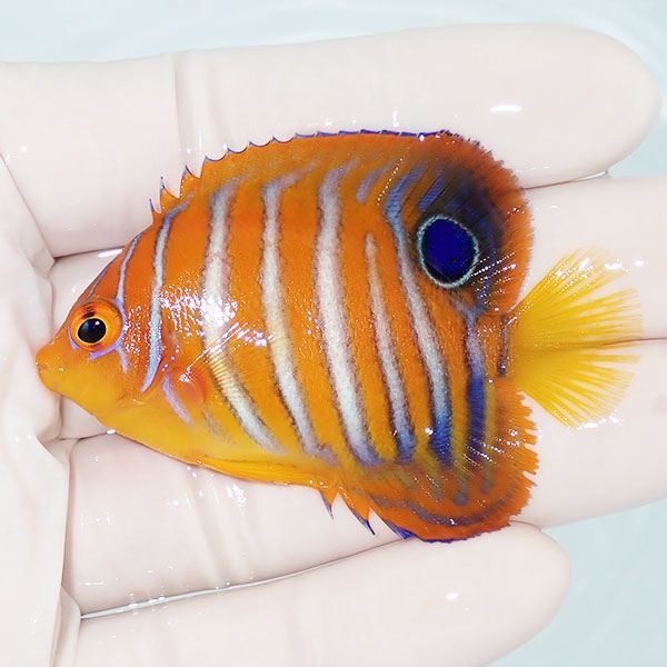 【現物16】モルディブ産 インドニシキヤッコ 6cm±!海水魚 ヤッコ15時ま...