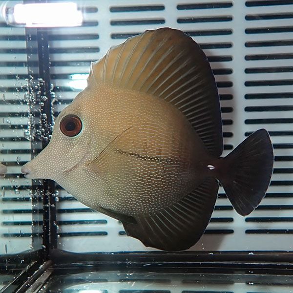 ゴマハギ 4-6cm± 海水魚 ハギ 苔取!15時までのご注文で当日発送【ハギ...