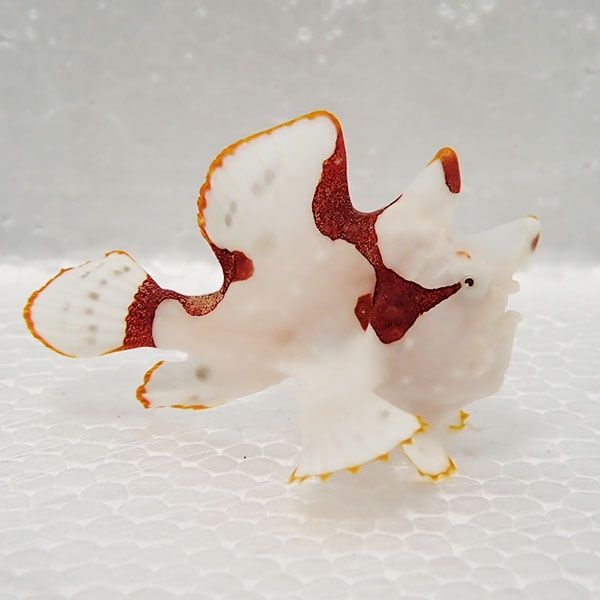 【現物3】クマドリカエルアンコウ 4.5cm! 海水魚 アンコウ 15時までのご...