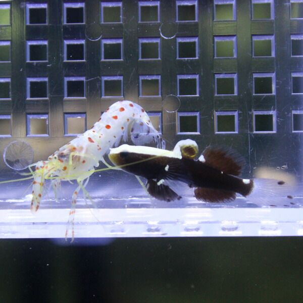 【サンプル画像】オドリハゼ 2cm＆共生エビ4cmセット! 海水魚 ハゼ 15時...
