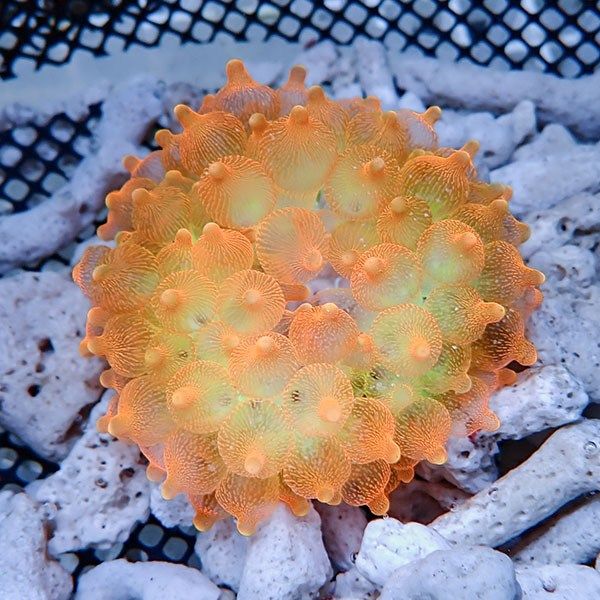 【現物1】サンゴイソギンチャク オレンジ 8-10cm±15時までのご注文で当...