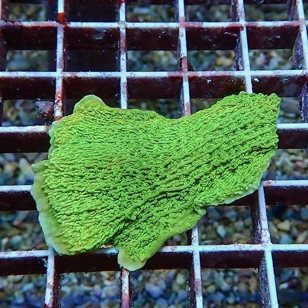【サンゴ現物2】ウスコモンサンゴ ! 15時までのご注文で当日発送【コモ...