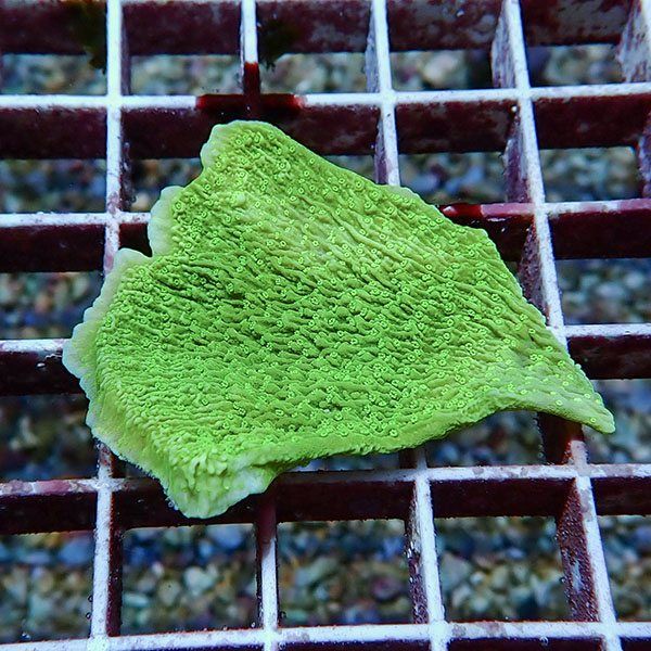 【サンゴ現物3】ウスコモンサンゴ ! 15時までのご注文で当日発送【コモ...