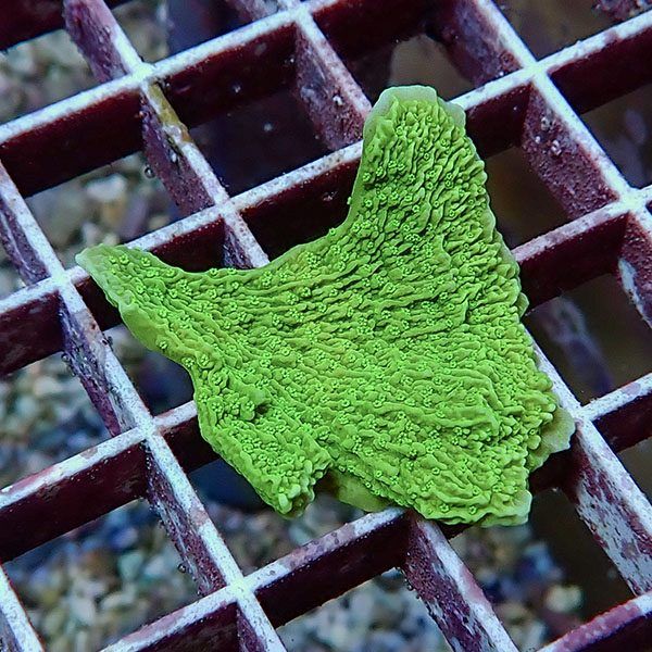 【サンゴ現物5】ウスコモンサンゴ! 15時までのご注文で当日発送【コモン...