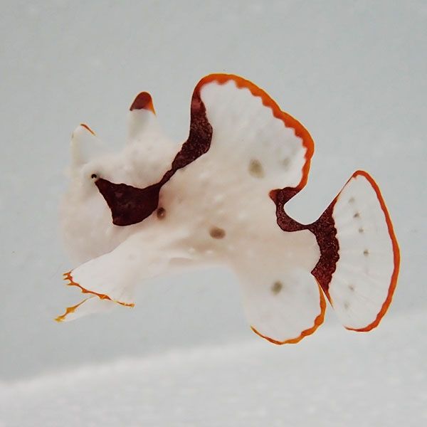 【現物5】クマドリカエルアンコウ 4.7cm! 海水魚 アンコウ 15時までのご...