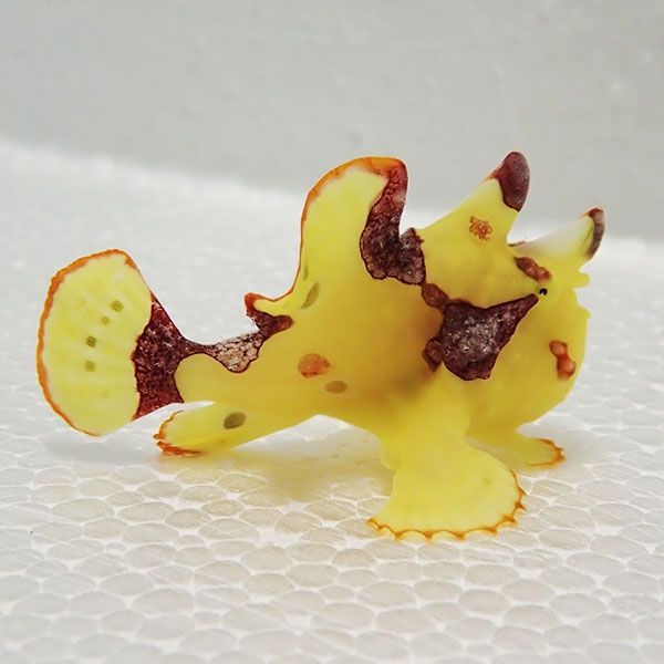 【現物6】クマドリカエルアンコウ 4.5cm! 海水魚 アンコウ 15時までのご...