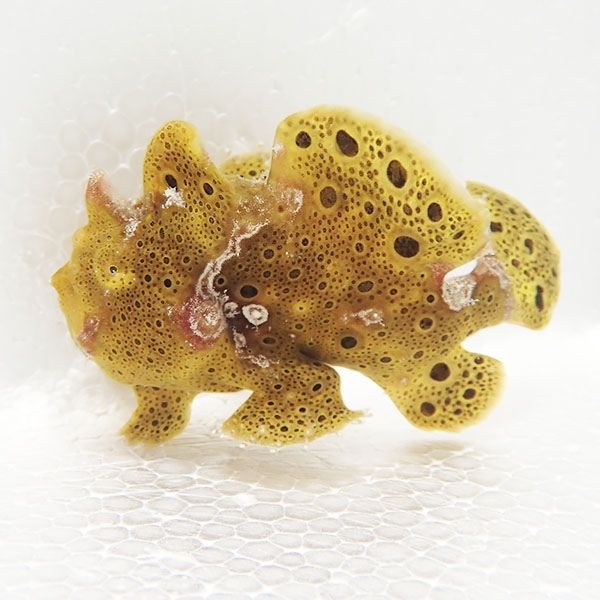 【現物7】イロカエルアンコウ 6cm! 海水魚 アンコウ 15時までのご注文で...