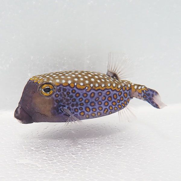 【現物】モルディブ産 クロハコフグオス 10cm± !海水魚 フグ 15時までの...