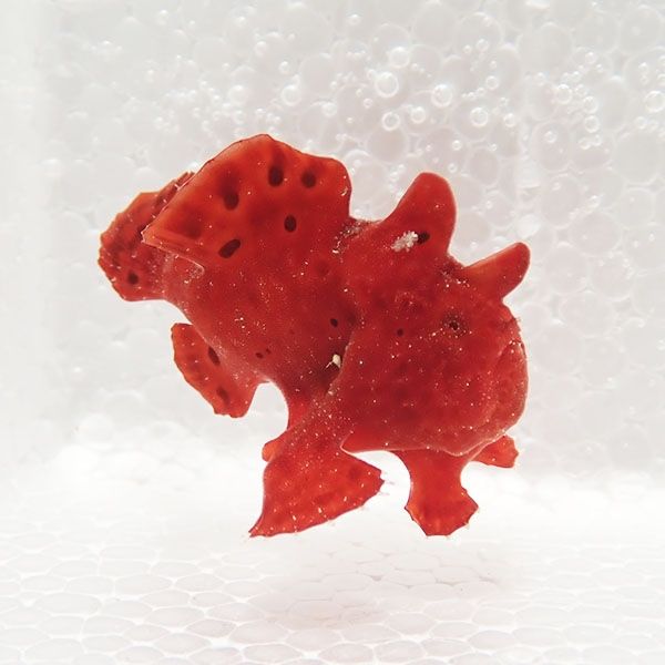 【現物4】イロカエルアンコウ 4.5cm! 海水魚 アンコウ 15時までのご注文...