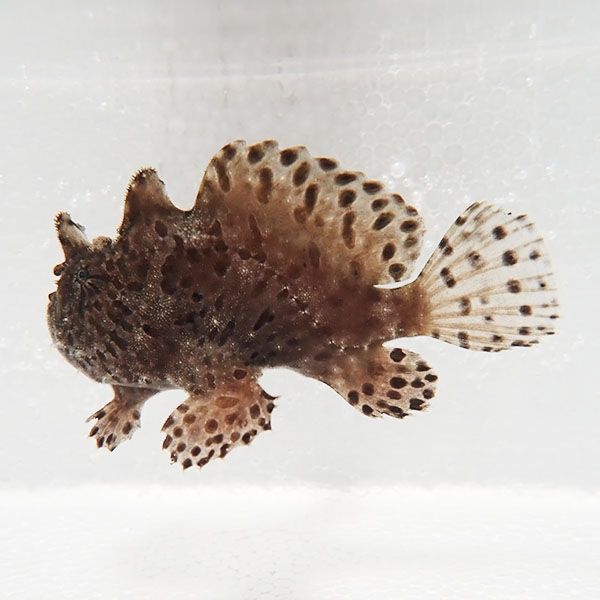 【現物8】カエルアンコウ 8.5cm 海水魚 アンコウ 15時までのご注文で当...