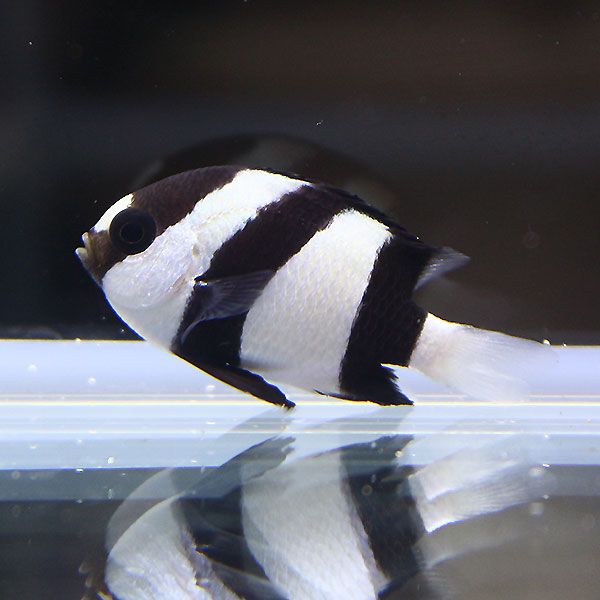 ミスジリュウキュウスズメダイ 5匹セット 4-5cm !海水魚 生体 餌付け済 ...