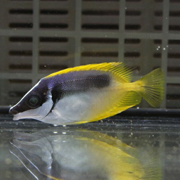 ★ヒフキアイゴ 3-4cm±!海水魚 ハギ 15時までのご注文で当日発送【アイゴ...