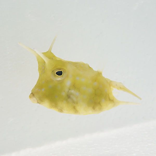 【現物】コンゴウフグ 三本ツノ 5cm± ! 海水魚 フグ 15時までのご注文で...