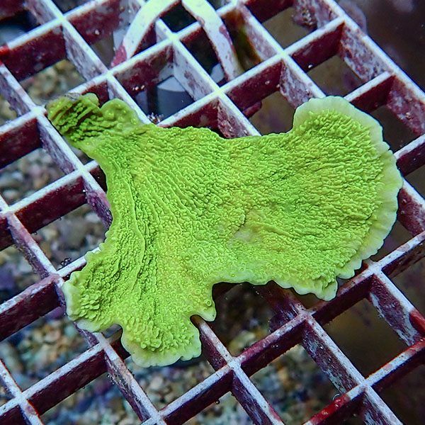 【サンゴ現物6】ウスコモンサンゴ! 15時までのご注文で当日発送【コモン...