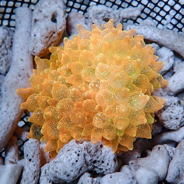 【現物2】サンゴイソギンチャク オレンジ 8-10cm±!15時までのご注文で当...