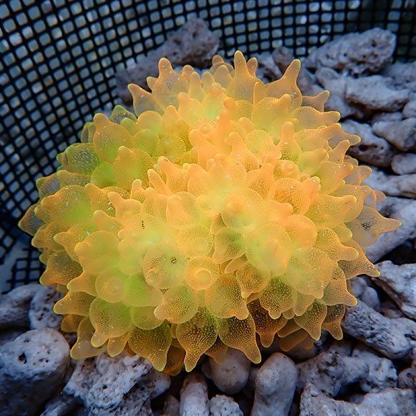 【現物3】サンゴイソギンチャク オレンジ 8-10cm±!15時までのご注文で当...