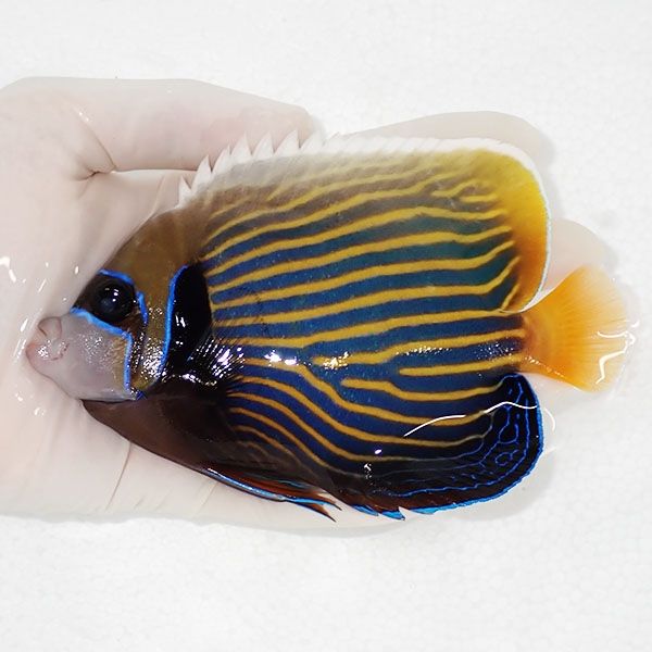 【現物1】タテジマキンチャクダイ13.5cm±!海水魚 ヤッコ 15時までのご...