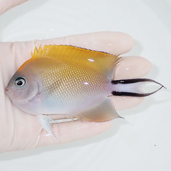 【現物】 ヤイトヤッコ ♀ 11cm± ! 海水魚 ヤッコ 15時までのご注文で当...