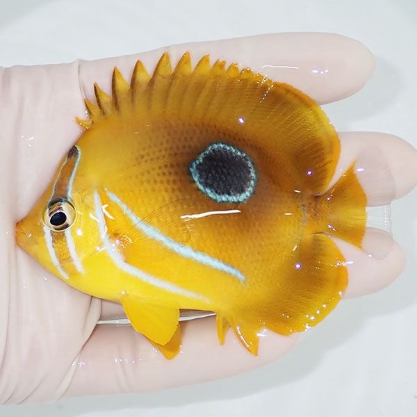 【現物】ウミヅキチョウ 9cm±!海水魚 チョウチョウウオ 15時までのご注...