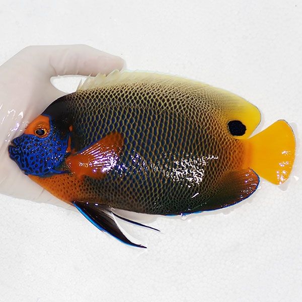 【現物3】アデヤッコ 成魚 19.5cm±! 海水魚 ヤッコ(t111(t207