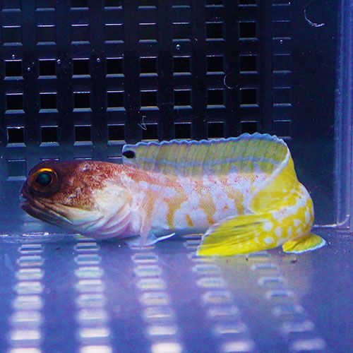 ゴールドスペックジョーフィッシュ 6-8cm! 海水魚 15時までのご注文で...
