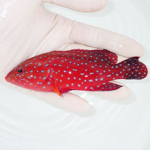 【現物1】ユカタハタ 13cm±!海水魚 ハタ 15時までのご注文で当日発送(t...