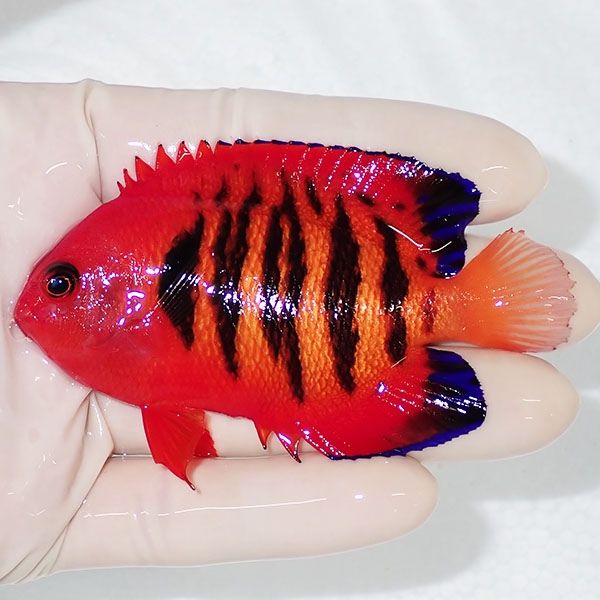 【現物1】粒エサOK 顔スレ有りフレームエンゼル 8.5cm! 海水魚 ヤッコ 1...