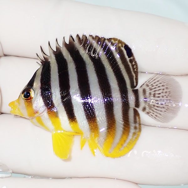 【現物32】シマヤッコ 5cm±! 海水魚 生体 15時までのご注文で当日発送(t...