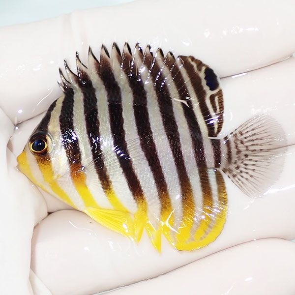 【現物33】シマヤッコ 5cm±! 海水魚 生体 15時までのご注文で当日発送(t...