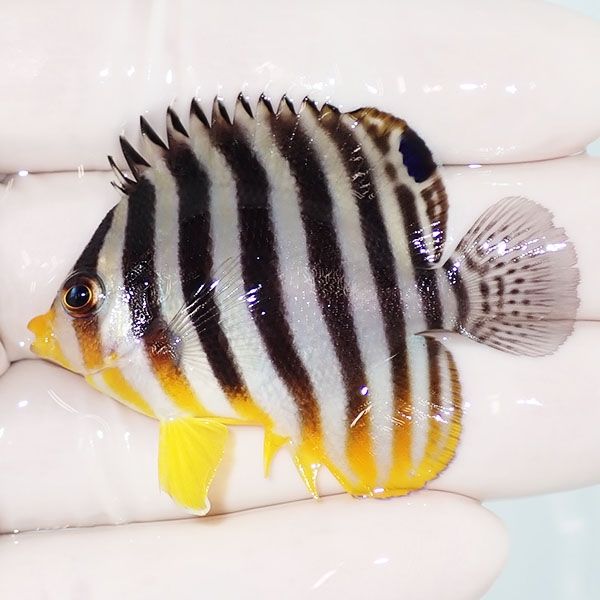 【現物35】シマヤッコ 5.3cm±! 海水魚 生体 15時までのご注文で当日発送...
