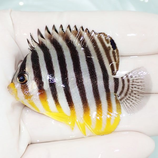 【現物36】シマヤッコ 5.8cm±! 海水魚 生体 15時までのご注文で当日発送...