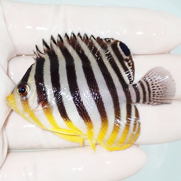 【現物37】シマヤッコ 6cm±! 海水魚 生体 15時までのご注文で当日発送(t...