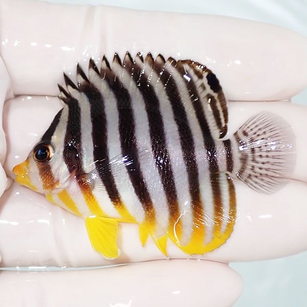 【現物38】シマヤッコ 5.5cm±! 海水魚 生体 15時までのご注文で当日発送...