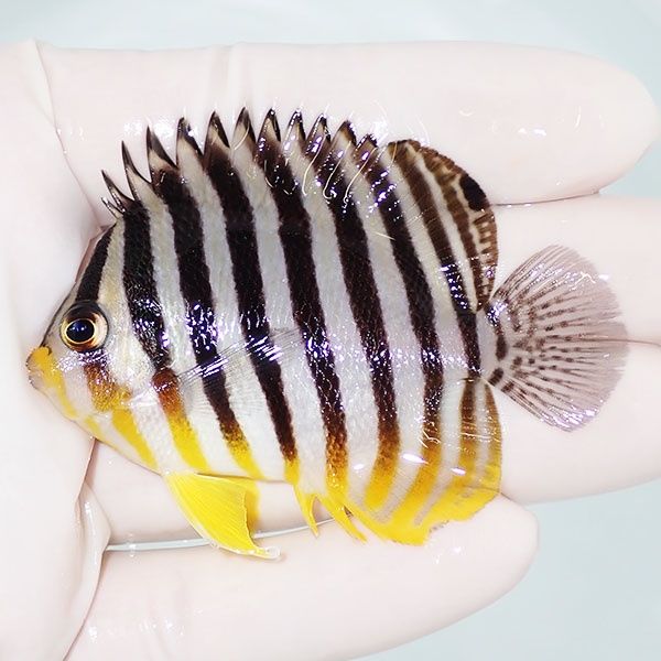 【現物40】シマヤッコ 6.5cm±! 海水魚 生体 15時までのご注文で当日発送...