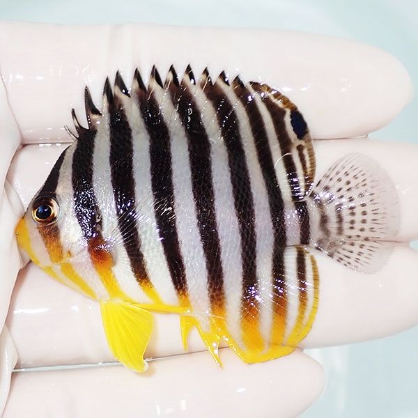 【現物41】シマヤッコ 6cm±! 海水魚 生体 15時までのご注文で当日発送(t...